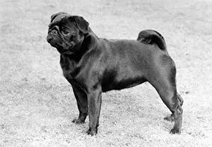 Braddon: FALL/PUG/1982