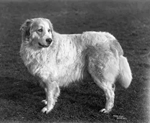 Kennels: FALL/PYRENEAN DOG/1911