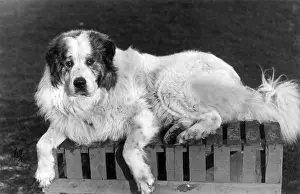 Pyrenean: FALL/PYRENEAN DOG/1911