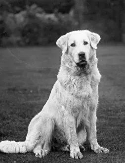 Fontenay: FALL/PYRENEAN DOG/1936