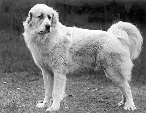 Harper: FALL/PYRENEAN DOG/1939