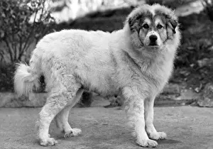 Harper: FALL/PYRENEAN DOG/1947