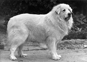 Harper: FALL/PYRENEAN DOG/1950