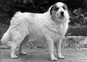 Harper: FALL/PYRENEAN DOG/1950