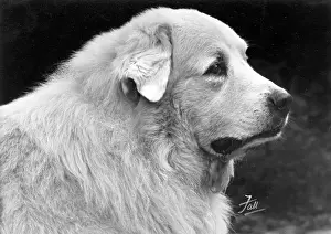 Harper: FALL/PYRENEAN DOG/1950