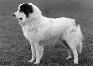Pyrenean: FALL/PYRENEAN DOG/1960