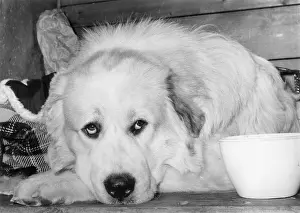Asleep: FALL/PYRENEAN DOG/1973