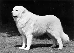 Bouchier: FALL/PYRENEAN DOG/1977
