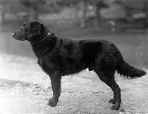 Zulu: FALL/RETRIEVER/FLAT/1914
