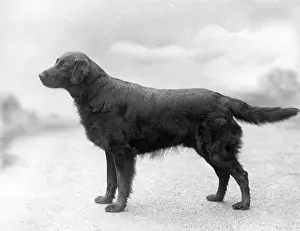 Coated: FALL/RETRIEVER/FLAT/1939