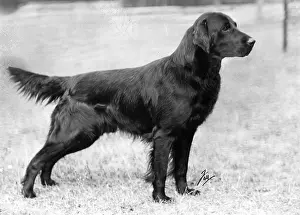 Revival: FALL/RETRIEVER/FLAT/1943