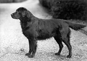 Coated: FALL/RETRIEVER/FLAT/1951