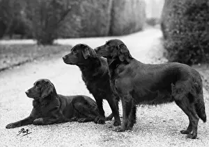 Lili: FALL/RETRIEVER/FLAT/1951