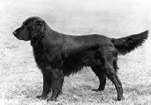 Skipper: FALL/RETRIEVER/FLAT/1963