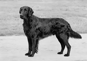 Squire: FALL/RETRIEVER/FLAT/1975