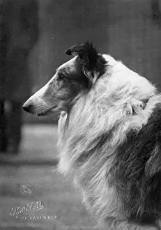 Salter: FALL/ROUGH COLLIE/1927