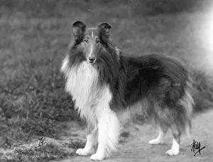 Lindrum: FALL/ROUGH COLLIE/1931