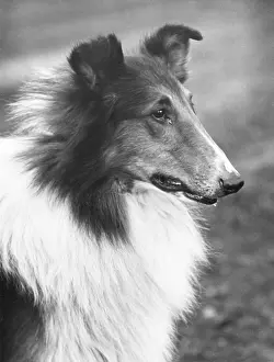 Thomas Fall: FALL/ROUGH COLLIE/1933