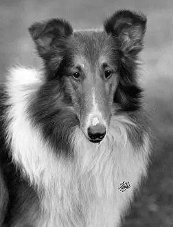 Thomas Fall: FALL/ROUGH COLLIE/1933