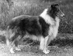 Fantail: FALL/ROUGH COLLIE/1936
