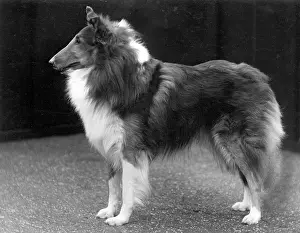 Thomas Fall: FALL/ROUGH COLLIE/1937