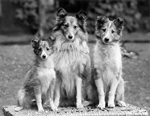 Thomas Fall: FALL/ROUGH COLLIE/1938