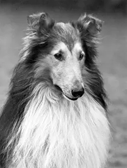 Wilberforce: FALL/ROUGH COLLIE/1951