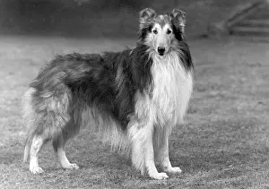 Thomas Fall: FALL/ROUGH COLLIE/1951