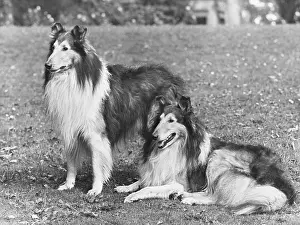 Wilberforce: FALL/ROUGH COLLIE/1953