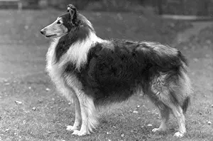 Thomas Fall: FALL/ROUGH COLLIE/1953