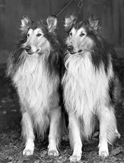 Thomas Fall: FALL/ROUGH COLLIE/1953