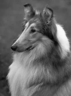 Thomas Fall: FALL/ROUGH COLLIE/1955