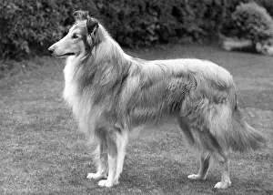 Thomas Fall: FALL/ROUGH COLLIE/1962