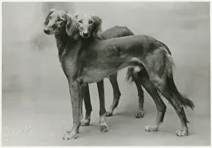 Imported: FALL/SALUKI/1926