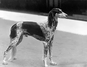 Saluki: FALL/SALUKI/1931