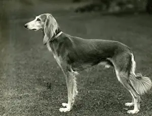 Grandson: FALL/SALUKI/1933