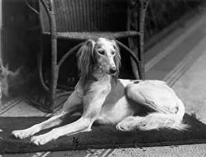 Saluki: FALL/SALUKI/1933