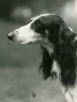 Saluki: FALL/SALUKI/1933