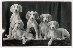 Barrs: Fall - Saluki - 1934