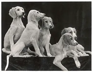 Barrs: Fall - Saluki - 1934