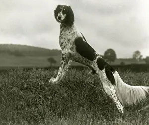 Orchard: FALL/SALUKI/1935