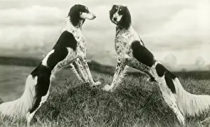 Orchard: FALL/SALUKI/1935