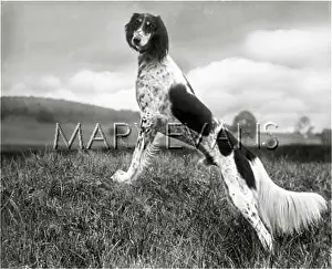 Saluki: FALL/SALUKI/1935