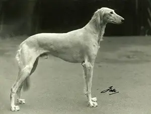 Orchard: FALL/SALUKI/1937