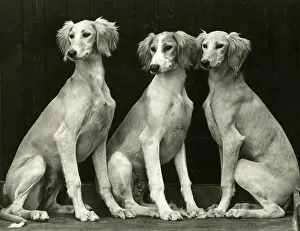 Barrs: FALL/SALUKI/1940