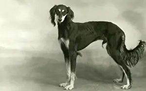 Levy: FALL/SALUKI/1946