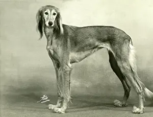 Saluki: FALL/SALUKI/1953