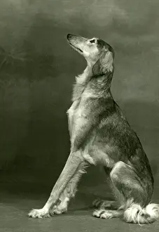 Watkins: FALL/SALUKI/1953