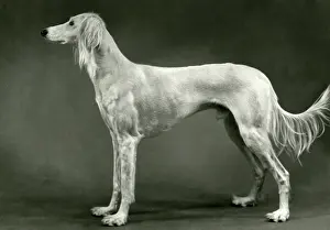 Saluki: FALL/SALUKI/1960
