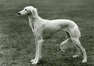 Saluki: FALL/SALUKI/1960